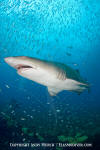 Sandtiger Shark