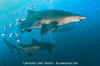 Sandtiger Shark 186