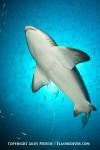 Sandtiger Shark