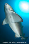 Sandtiger Shark