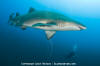 Sandtiger Shark