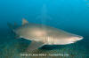 Sandtiger Shark