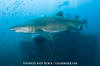 Sandtiger Shark