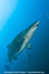 Sandtiger Shark