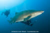 Sandtiger Shark