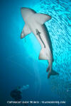 Sandtiger Shark