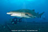 Sandtiger Shark