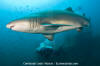 Sandtiger Shark