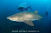 Sandtiger Shark